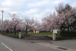 桜公園