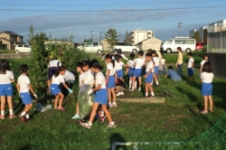 小学校の草毟り