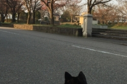 桜公園