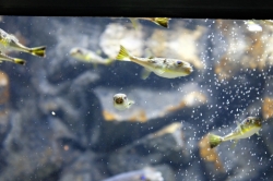 上越市立水族博物館　海がたり