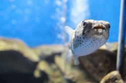 越前松島水族館②