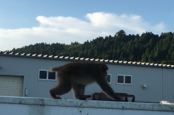 さる🐵