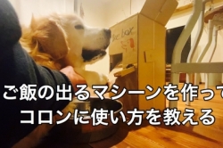 犬用自動餌やり機を作る