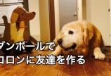 老犬コロンに、脳活性化のため友達を作る!