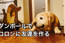 老犬コロンに、脳活性化のため友達を作る!