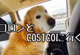 コロンと行くCOSTCO