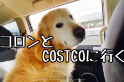 コロンと行くCOSTCO