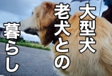 大型犬との暮らし