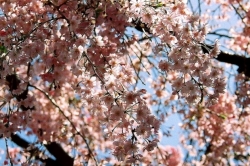 桜の季節