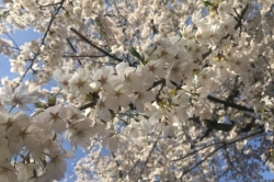 新年度が始まりましたね🌷