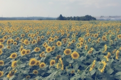 ♡SUNFLOWER♡