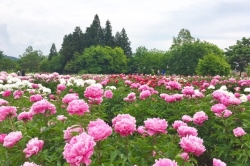 薬用植物指導センター☆芍薬