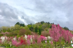 天神山ガーデン☆花桃