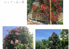 Rose Garden☆おとぎの森公園