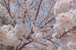 SAKURA☀︎