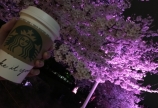 夜桜☆