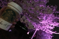 夜桜☆