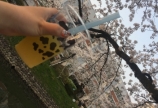 桜✳︎