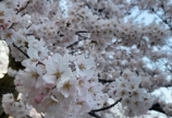 桜の季節