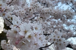 桜の季節