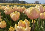 富山の県花