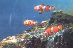 能登島水族館