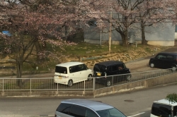 桜開花寸前