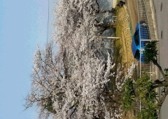 桜〓