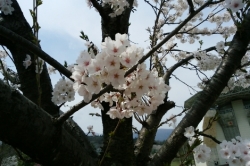 お花見～♪